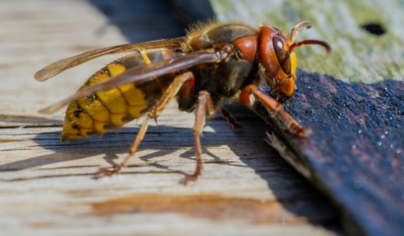 Aziatische hoornaar op een plant. De kop is roodbruin met achter de ogen zwart, een zwart middenstuk en een overwegend donker achterlijf met een geel achtereind, dat ongeveer een derde van het achterlijf is. De poten zijn overwegend geel.