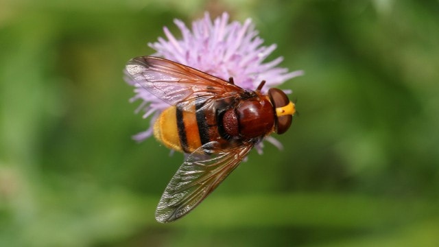 Insect met één paar relatief brede vleugels, bruine, bolle ogen, een bruin middenstuk en geel-oranje en zwart gestreept achterlijf op een lila bloem. De achtergrond is wazig en voornamelijk groen.